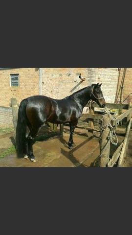 Cavalo chileno fechado