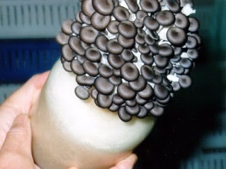 Cultivo Cogumelo Shimeji Pleurotus 5a Orientação