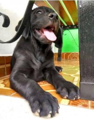 Labrador Preto Macho
