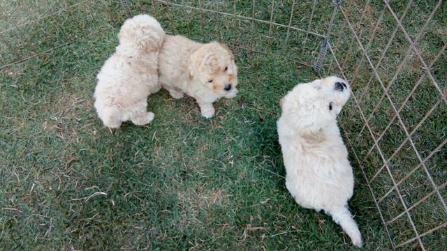 Poodle parcelo ate 12 x cartao