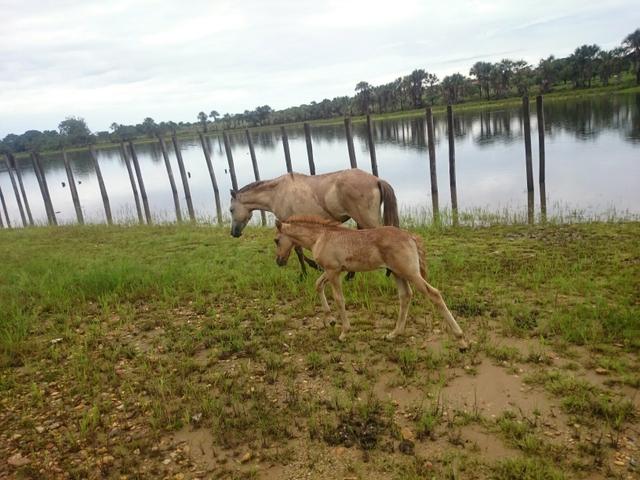 Potros manga larga Paulista