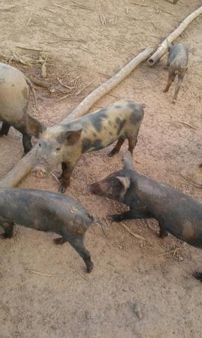 Promoção de leitoes