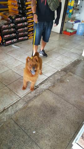 Vendo chow chow
