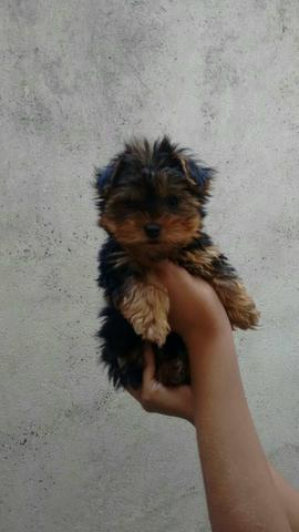 Yorkshire macho tem 3 meses valor 650 reais