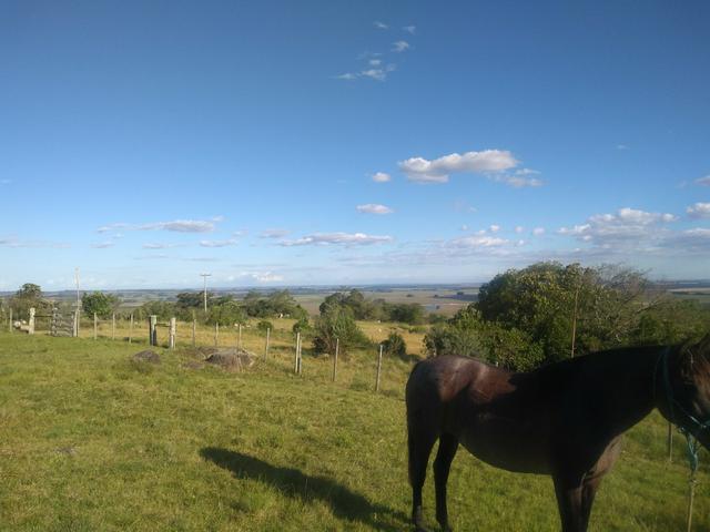 Égua crioulo sangue cinco salsos fechado