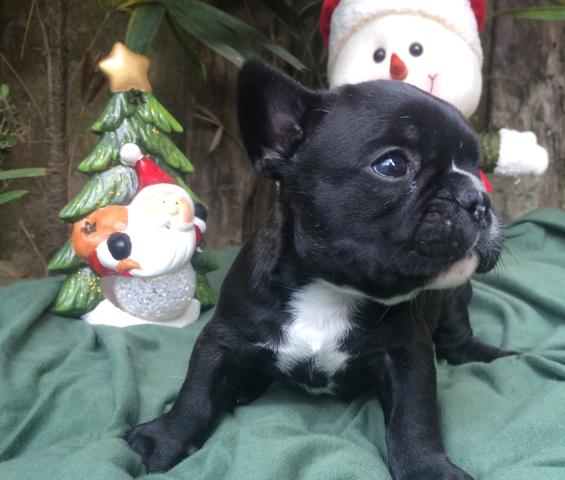Buldogue Francês Macho