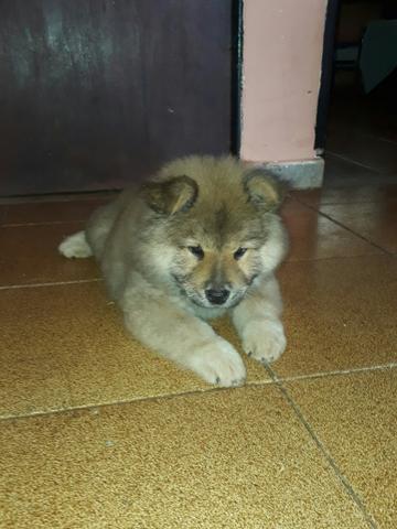 Chow chow fêmea 2meses
