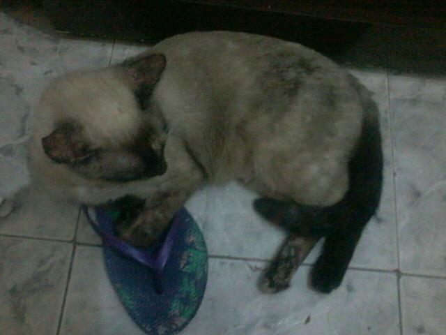 Doação de gatas mae e filhas.