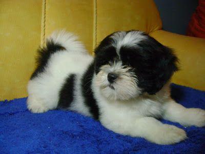 Lhasa Apso Maso 2 Meses