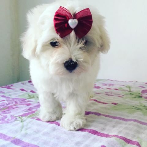 Maltês micros Fêmeas e Machos