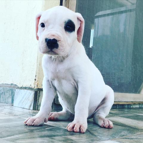Ninhada Dogo Argentino com pedigree