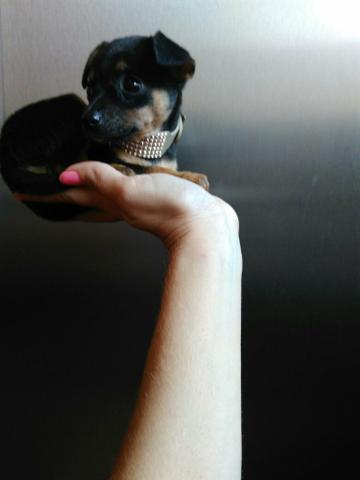 Pinscher 00 anao real micro