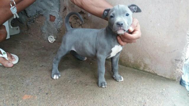 PitBull
