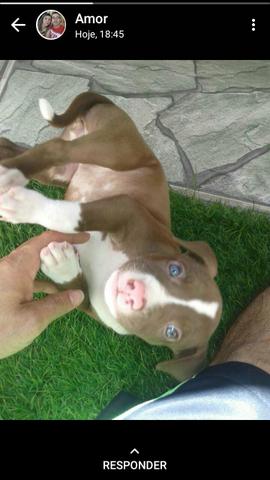 Pitbull red nose fêmeas