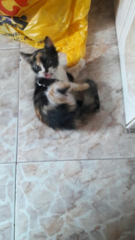 Pra doação uma fêmea e um macho