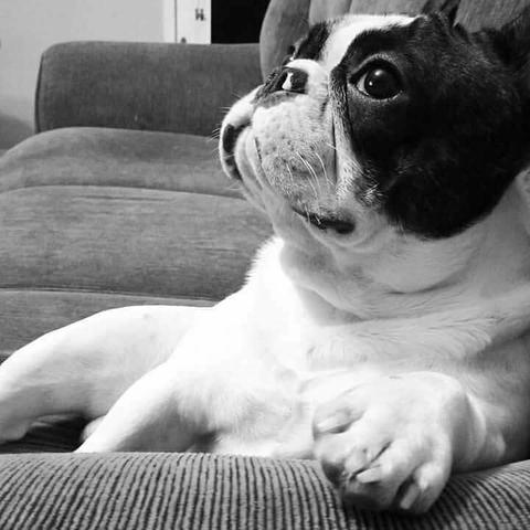 Procuro buldogue francês fêmea para crusa