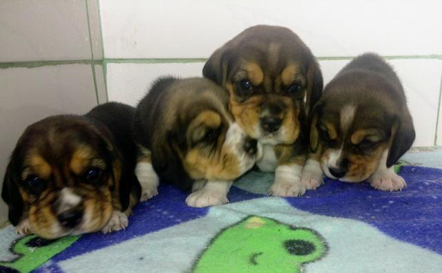 Somente um casal disponivel