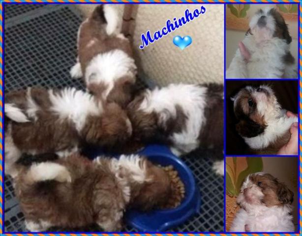 Belíssimos machinhos, garanta já o seu, Aceito cartão