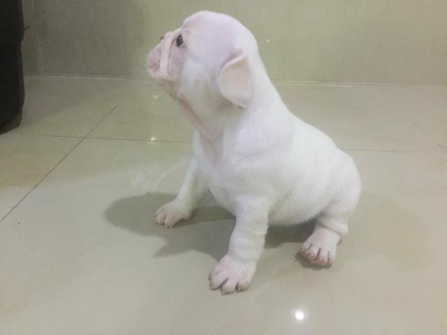 Buldog Francês Fêmea