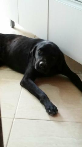 Doação responsável cachorro