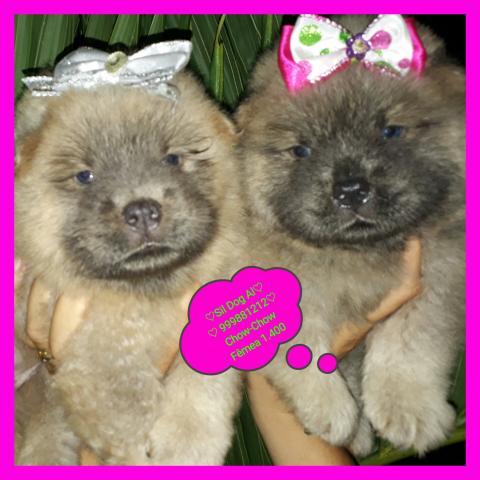 Feliz Natal Temos um casal