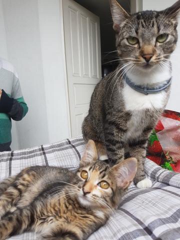 Gatinha para Adoção