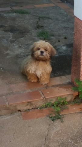 Lhasa fêmea
