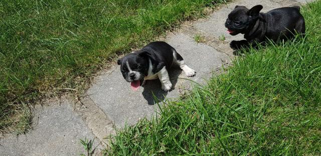 Lindo machinho bulldog francês disponível blue gen