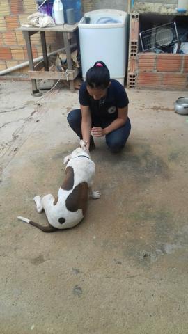 Treinamento de cães Básico e Cão de Gua