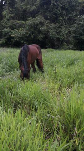 Vende se potra manga larga com quarto de milha