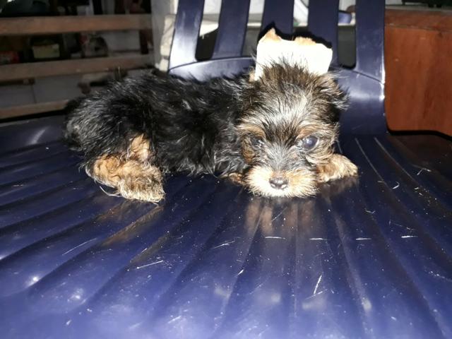 Yokishaire micro femea (2 meses)