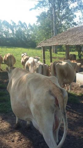 11 vacas Jersey PC produção leite