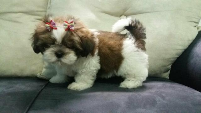 Linda fêmea de Shitzu