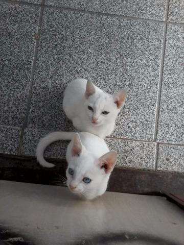 Lindos gatinhos para adoção