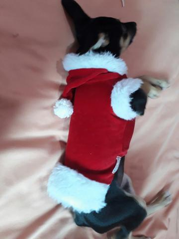 Moda Pet (roupas para cachorro e gatos)