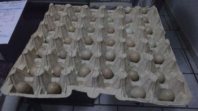 Ovos de Codorna Chinesa