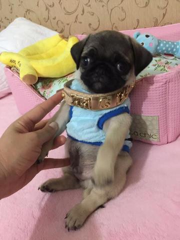 Pug