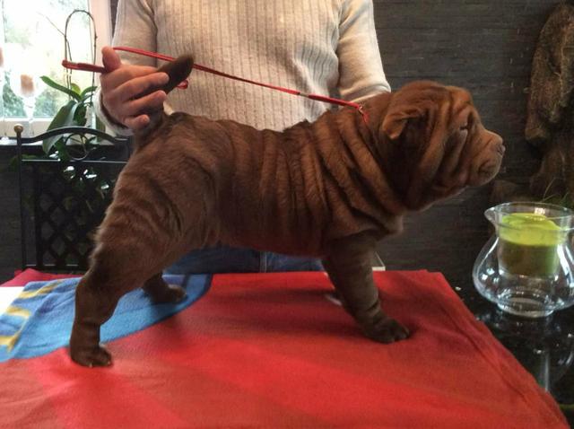 Sharpei