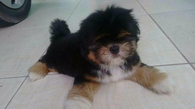 Shihtzu Macho 2 meses