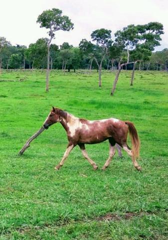 Vendo Cavalo PAINT HORCE