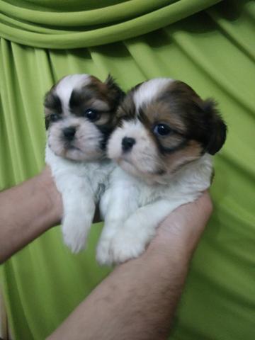 A beleza em shitzu lindos de viver 