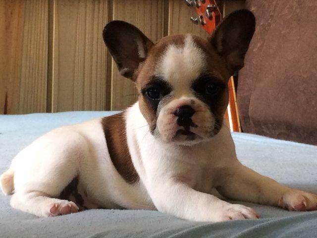 Bulldog Francês com 58 dias, excelente linhagem