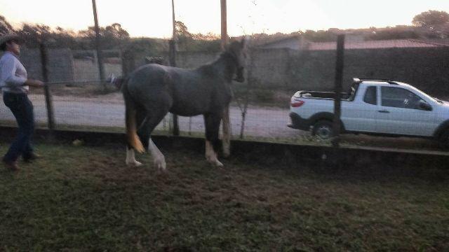 Cavalo manga larga paulista