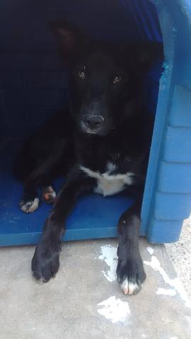 Doa-se cachorro com 8 meses