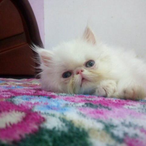 Linda gatinha persa show, entrega imediata aceito cartão!