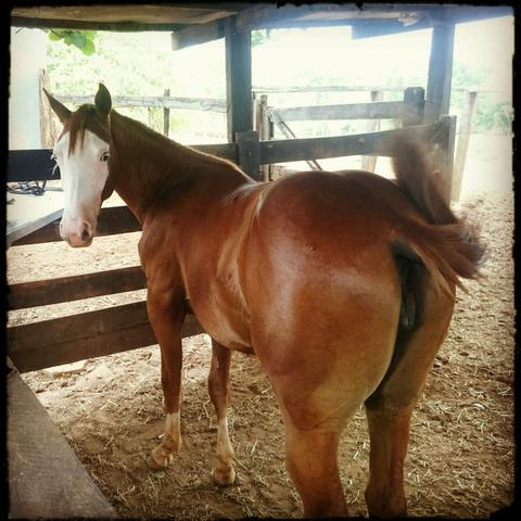 Paint horse (potra 1 ano e 3 meses)