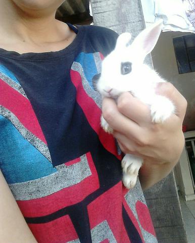 Procuro gaiola pra coelho!