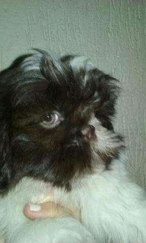 Shih tzu macho branco com chocolate