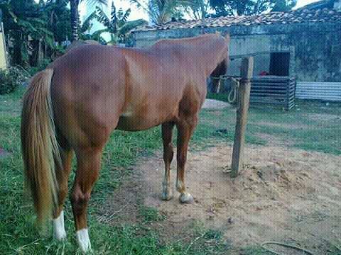 Cavalo