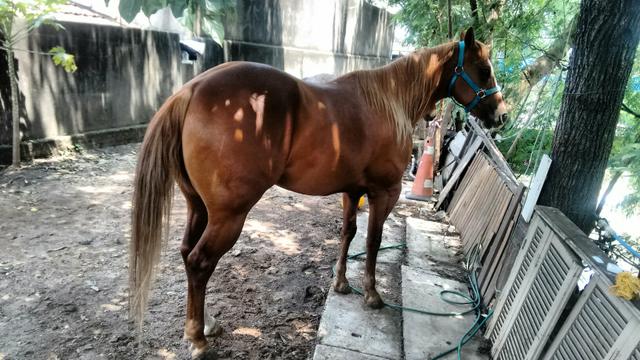 Cavalo com apenas 5 anos muito lindo iniciando nos bois